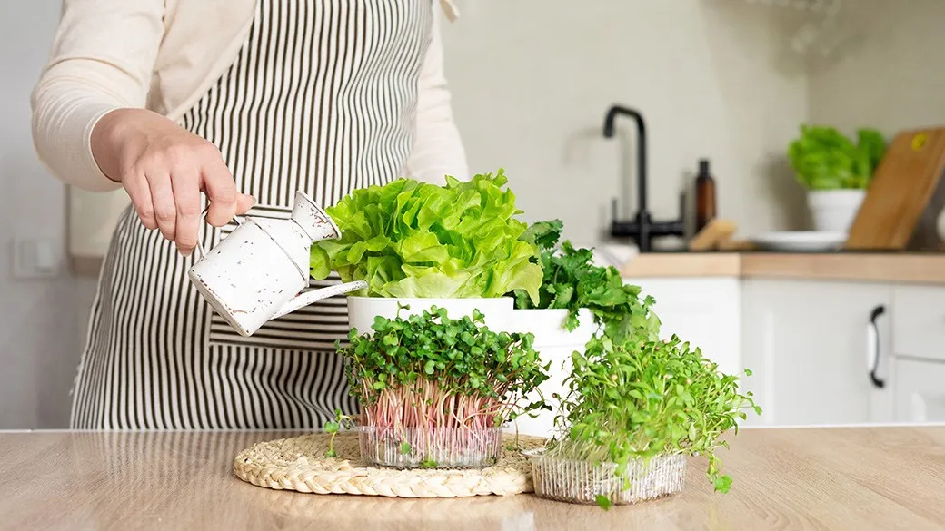 Indoor Plants That Add Freshness to Your Apartment’s Kitchen