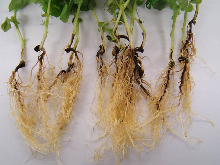 How to Fix Root Rot in Apartment Plants