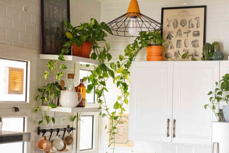 Indoor Plants That Add Freshness to Your Apartment’s Kitchen