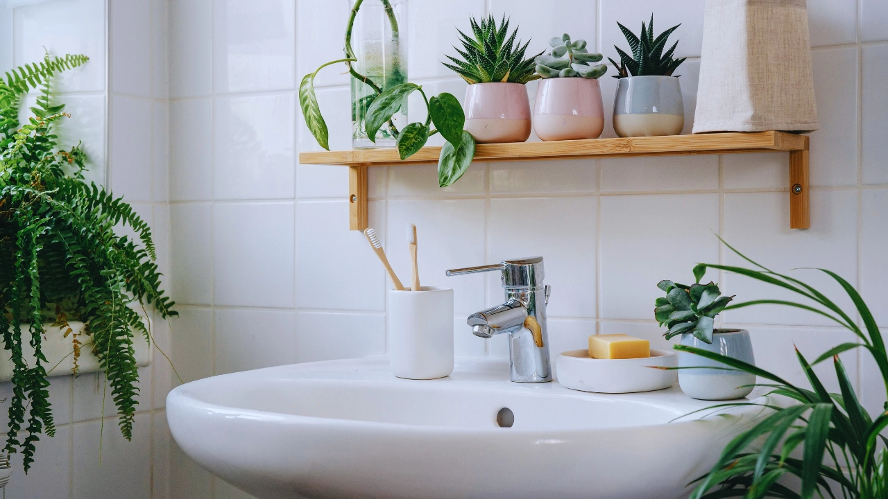 Best Plants for Your Bathroom: High-Humidity Friendly Choices