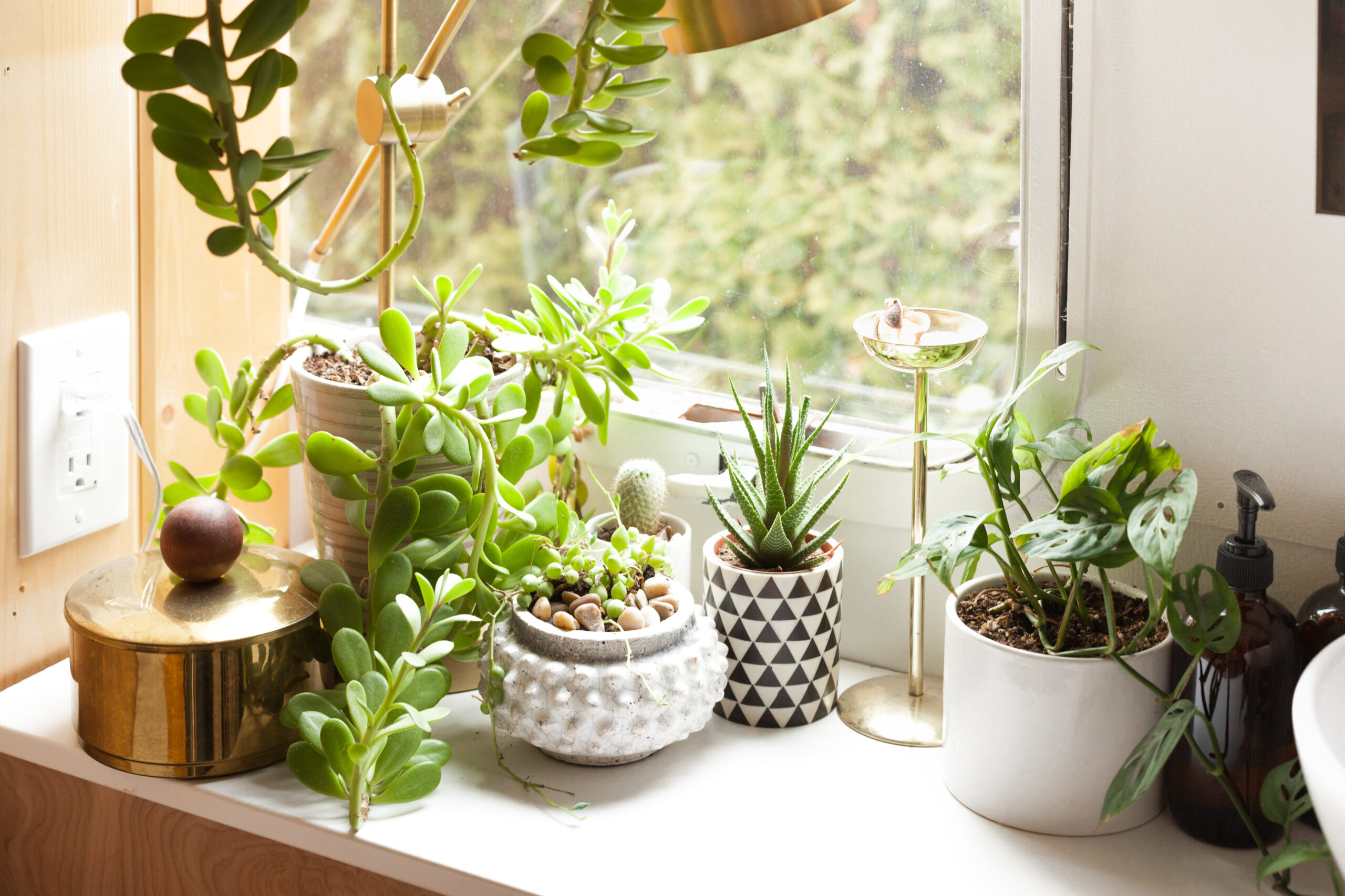 How to Create a Green Oasis in Your Small Apartment Living Room