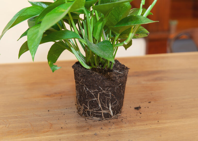 How to Fix Root Rot in Apartment Plants