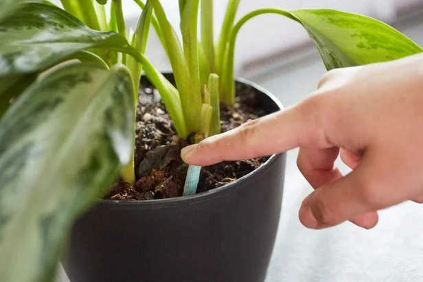 Simple Plant Care Tips for Beginners in Small Apartments