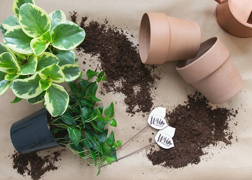 How to Repot Your Plants Without Causing Root Damage