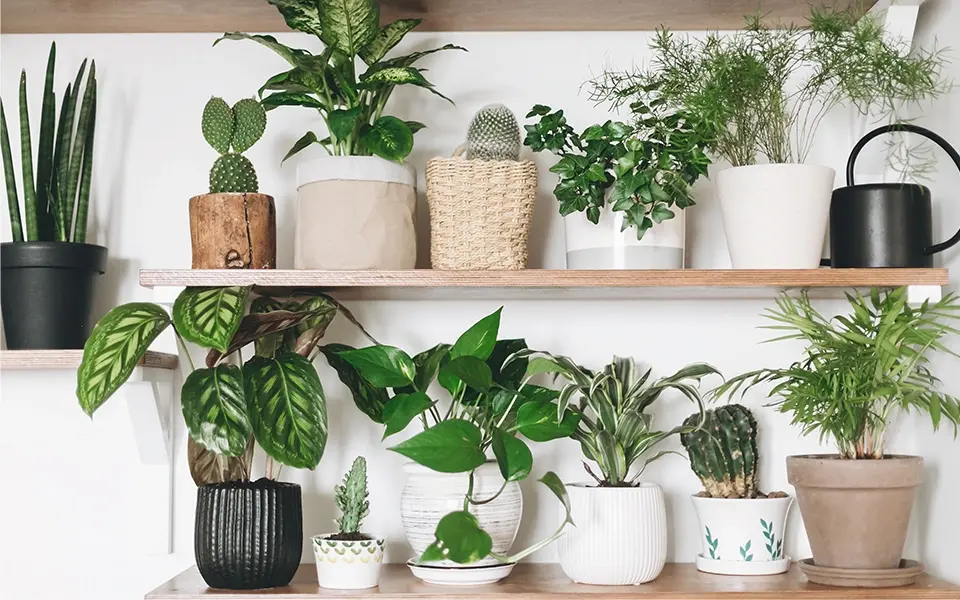 How to Use Plant Humidifiers to Improve Indoor Air Quality