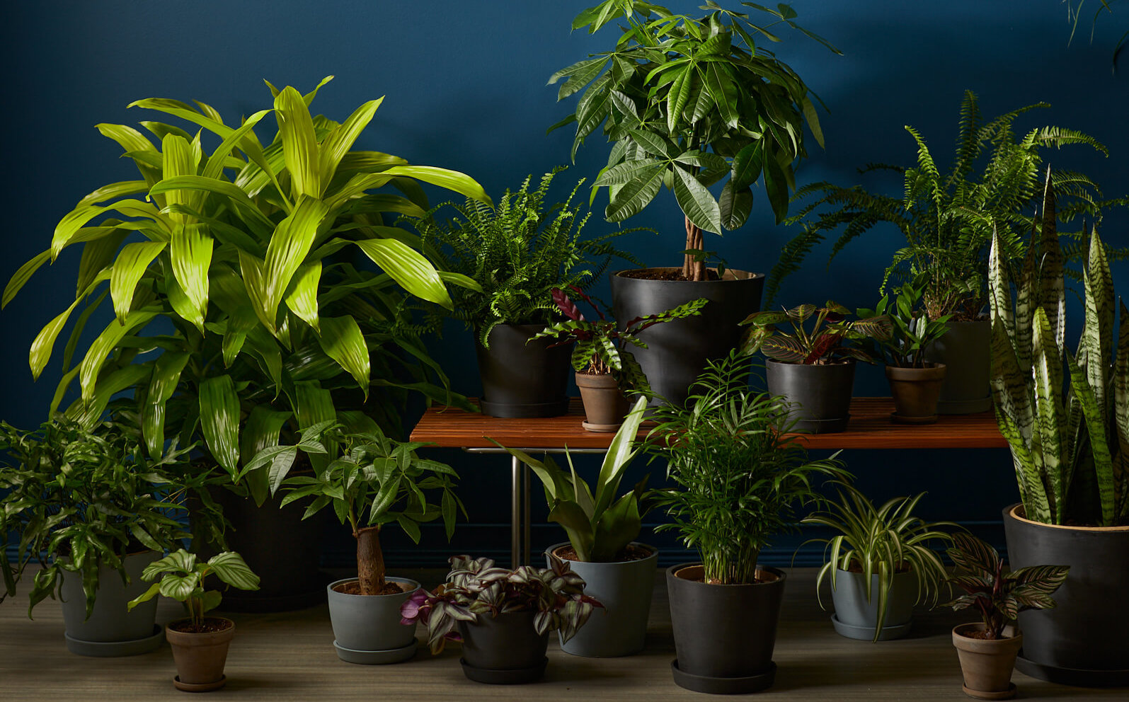 Best Plants for Apartments with Low Natural Light