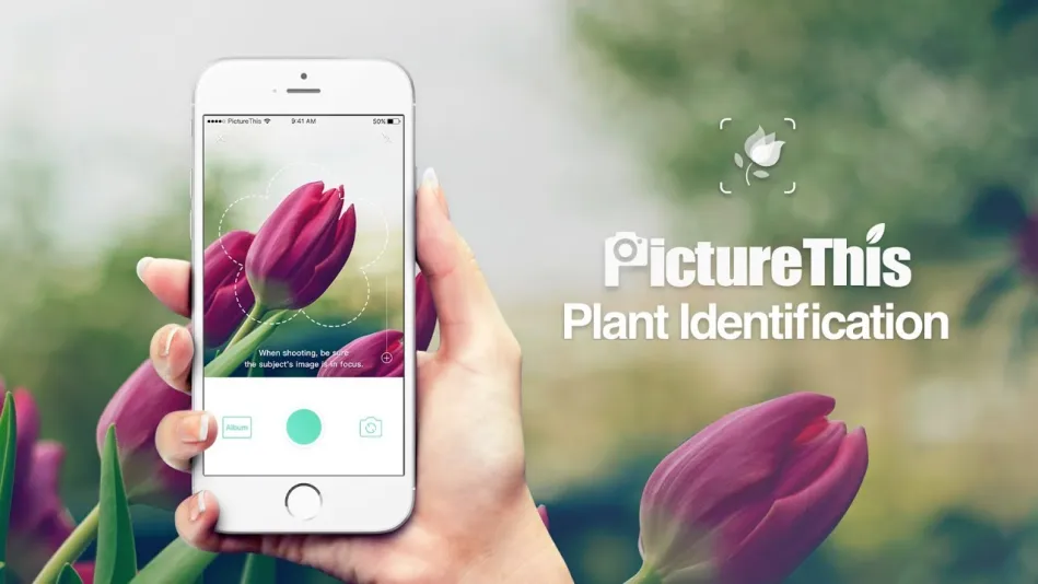 Top Plant Identification Apps for Apartment Gardeners