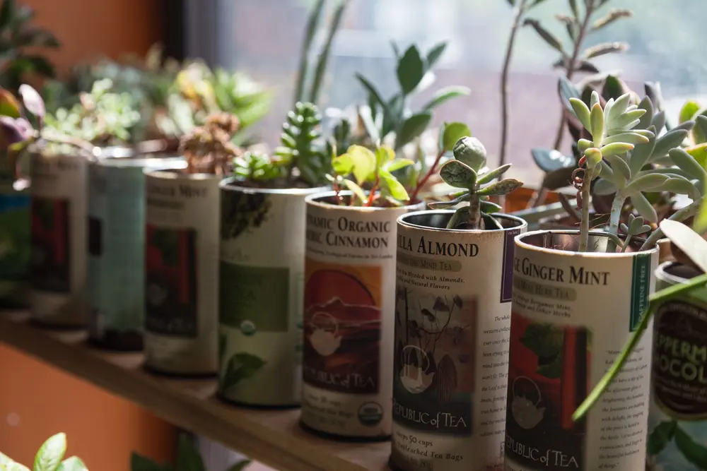 How to Repurpose Household Items into Plant Containers