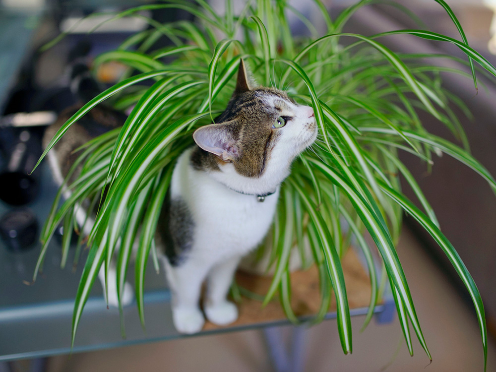 Pet-Friendly Indoor Plants That Are Safe for Your Furry Friends