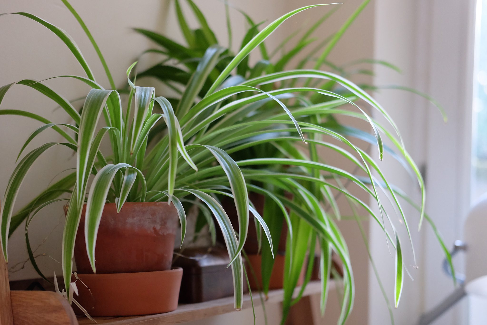 Best Plants for Small Apartments with Limited Space