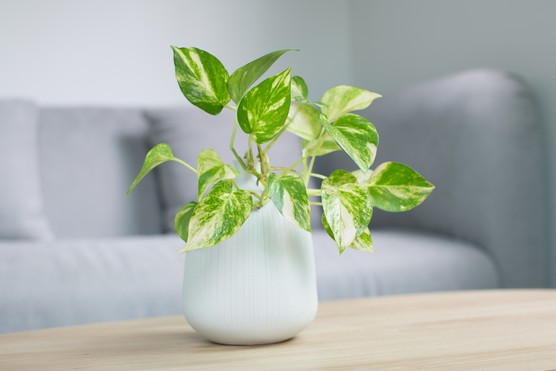 Low-Maintenance Plants for Busy Apartment Dwellers