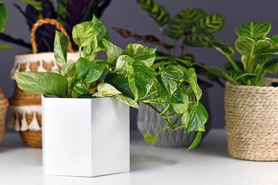 Best Indoor Plants for Winter Months