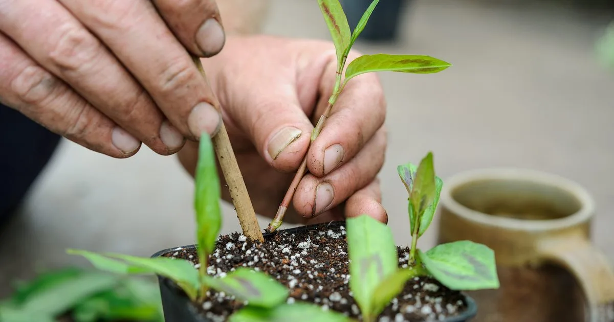 Common Mistakes to Avoid When Propagating Indoor Plants