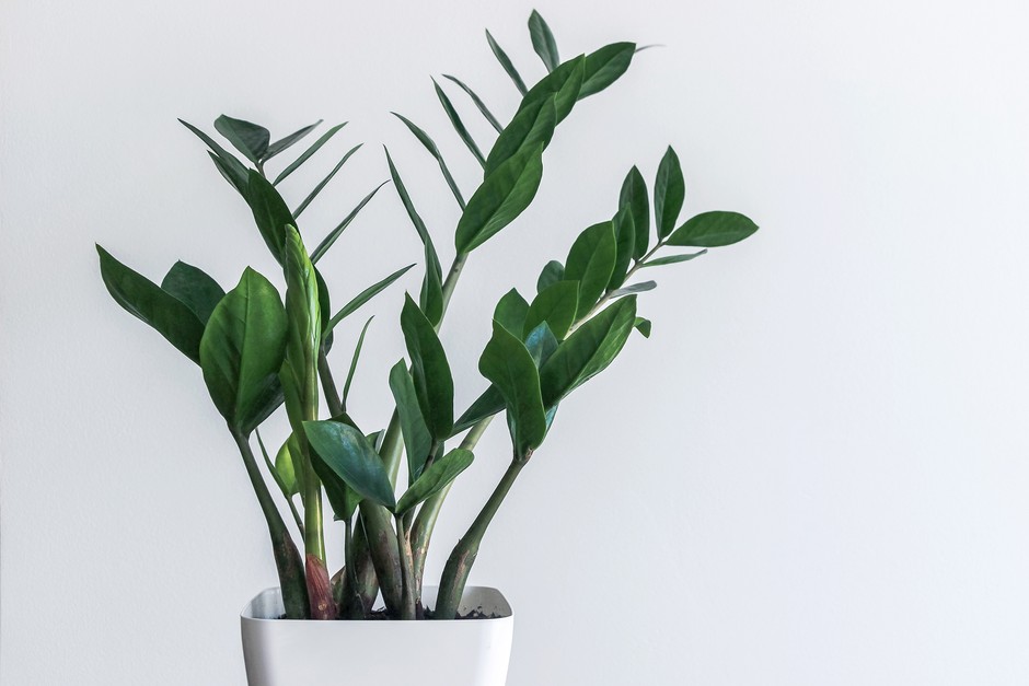 5 Resilient Plants for Those New to Indoor Gardening