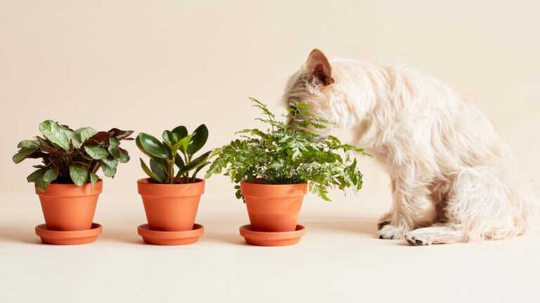 Pet-Friendly Indoor Plants That Are Safe for Your Furry Friends