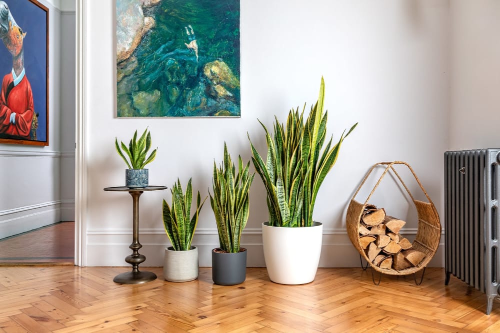 10 Best Low-Light Plants for Apartment Living