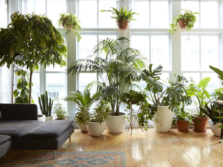 Top Plants for Bright Apartments with Lots of Natural Light