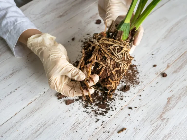 How to Repot Your Plants Without Causing Root Damage