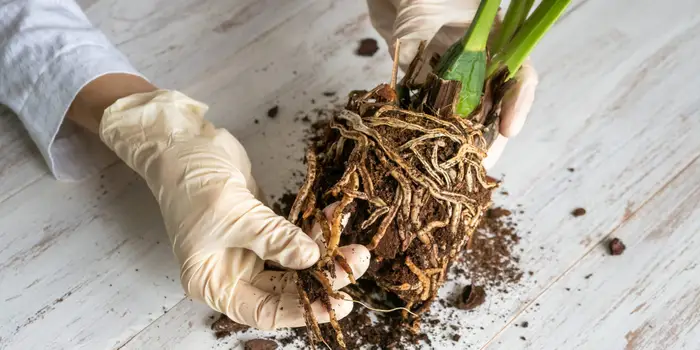 How to Fix Root Rot in Apartment Plants