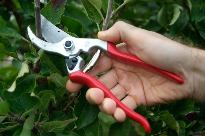 Recommended Tools for Repotting Your Indoor Plants