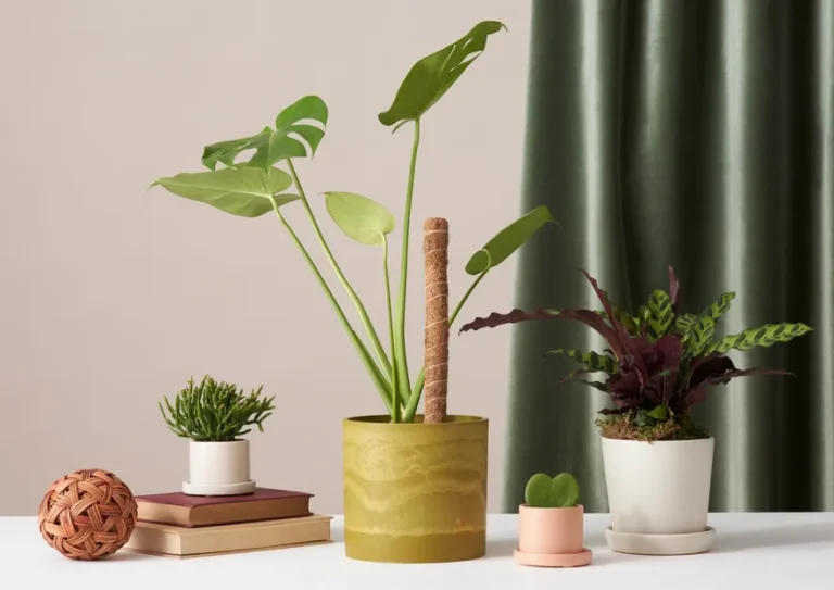 How to Keep Your Indoor Plants Healthy During the Winter Months