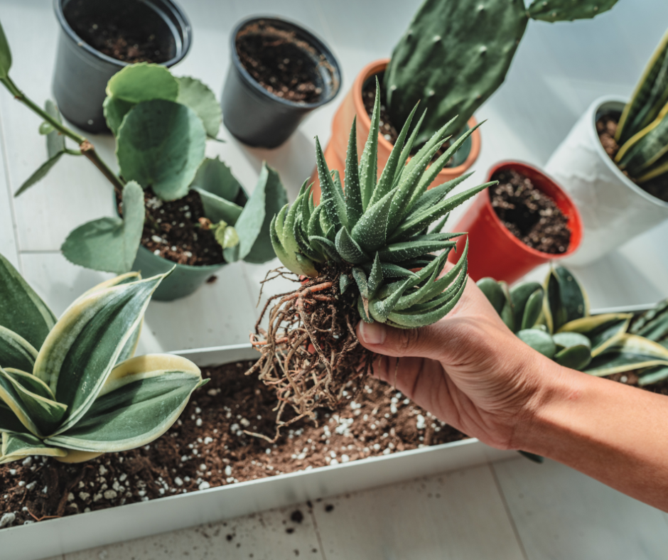 Signs Your Plant Needs Repotting and How to Do It