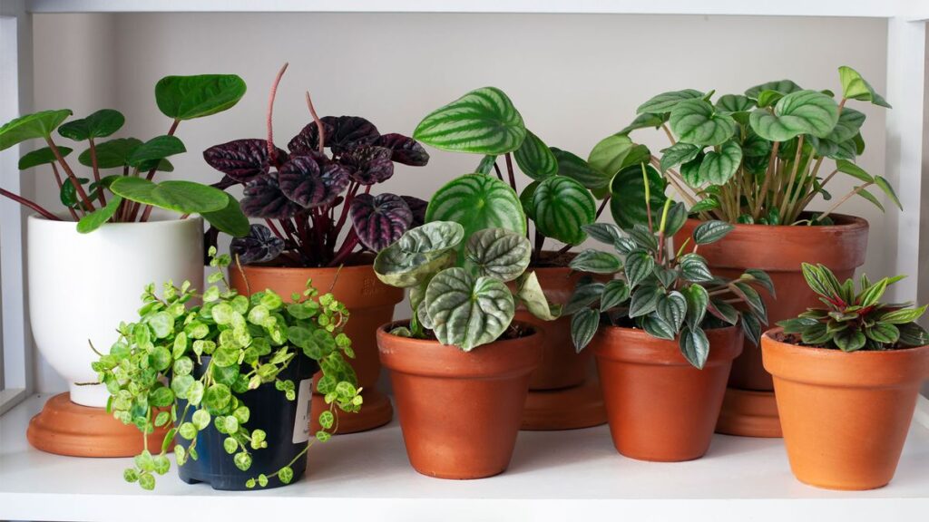 Top Air-Purifying Plants for Cleaner Apartment Air