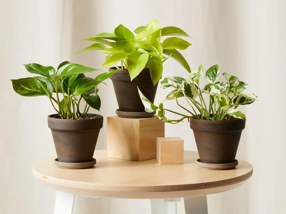 Creative Ways to Use Unusual Containers for Your Plants