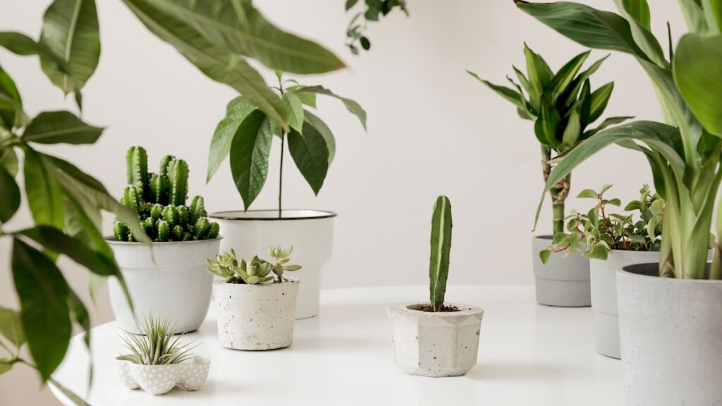 How to Style Indoor Plants for a Cozy Apartment