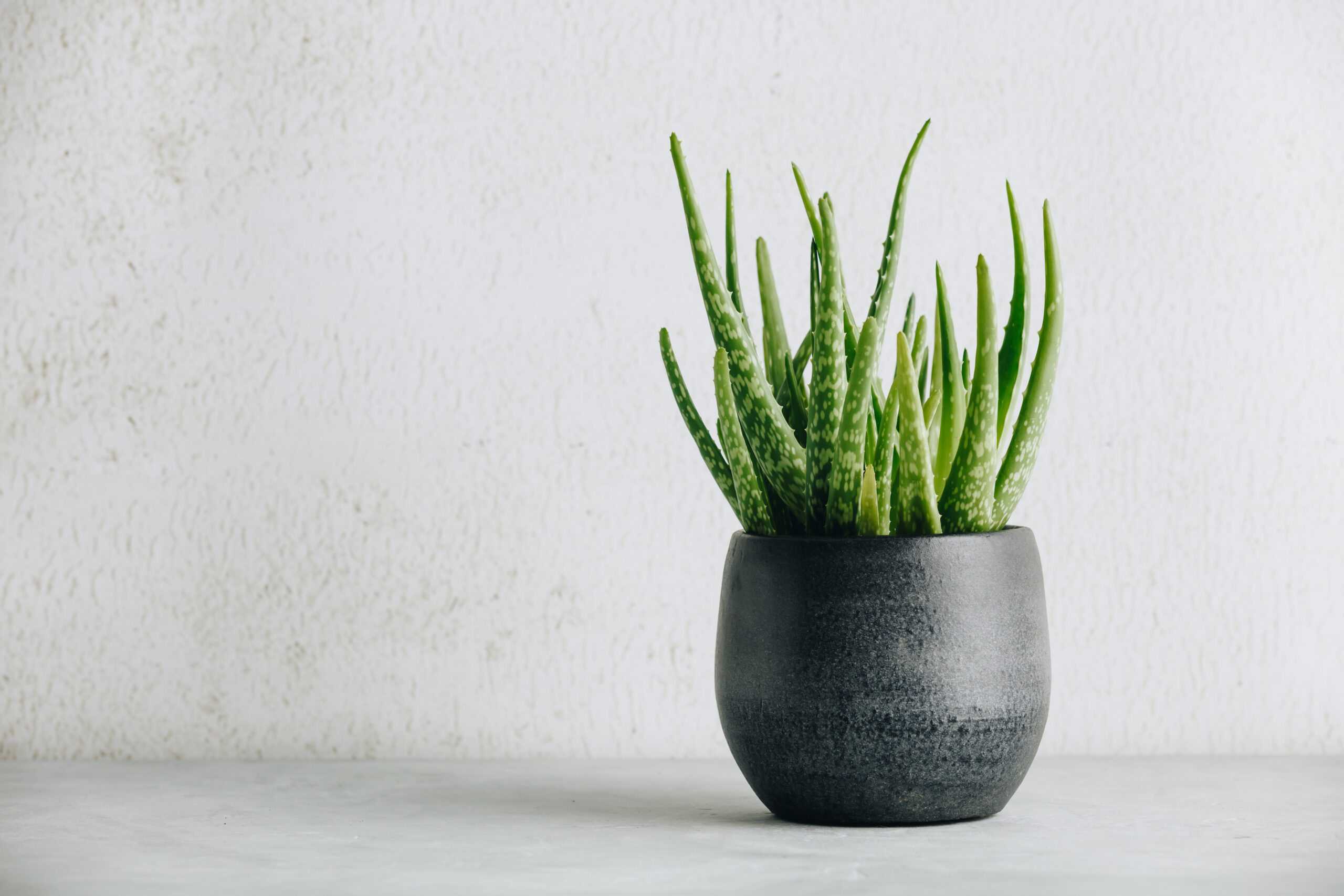 Low-Maintenance Plants for Busy Apartment Dwellers