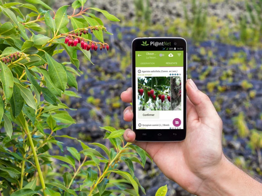 Top Plant Identification Apps for Apartment Gardeners