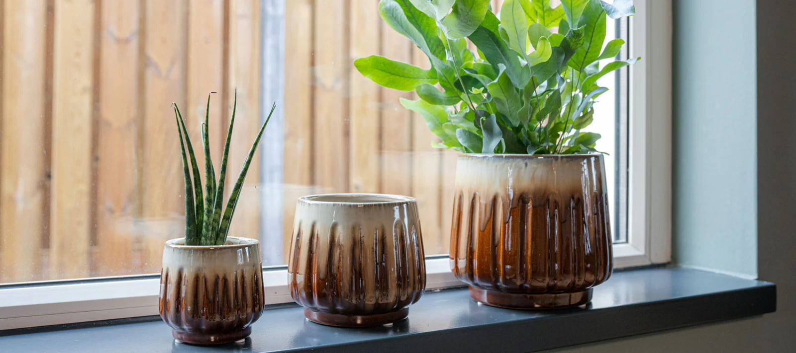 Seasonal Plant Ideas to Refresh Your Apartment Decor