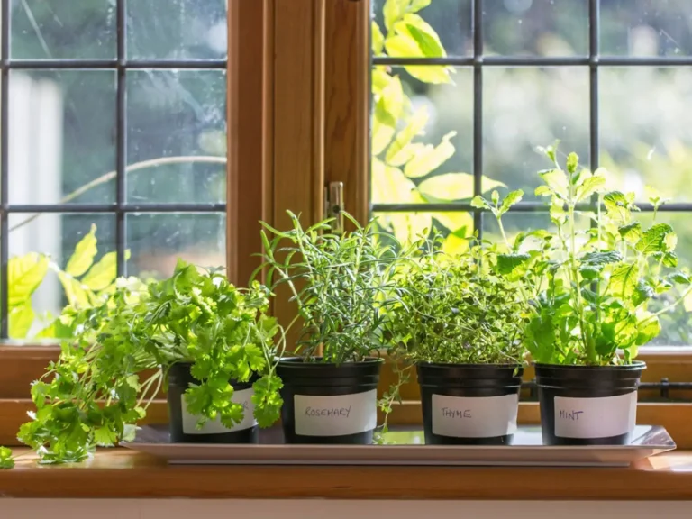 How to Grow Herbs in Containers in Your Apartment