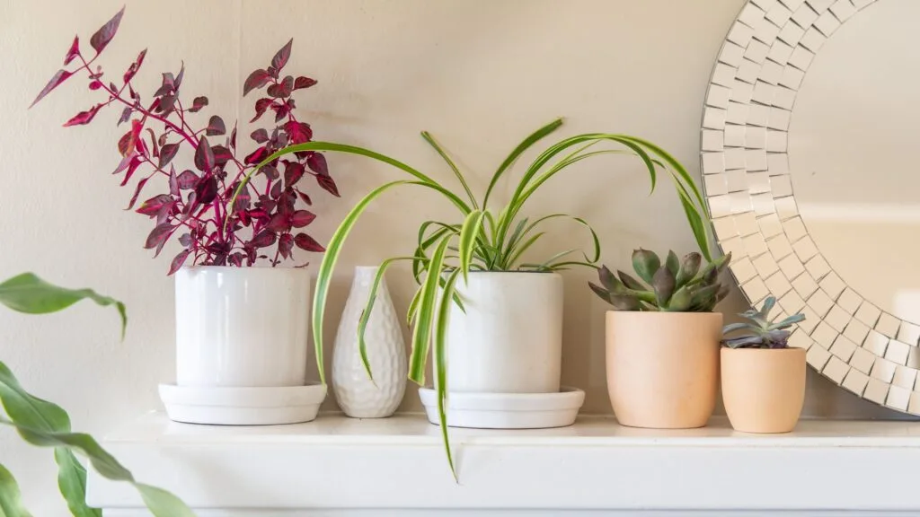 Choosing the Best Containers for Apartment Plants