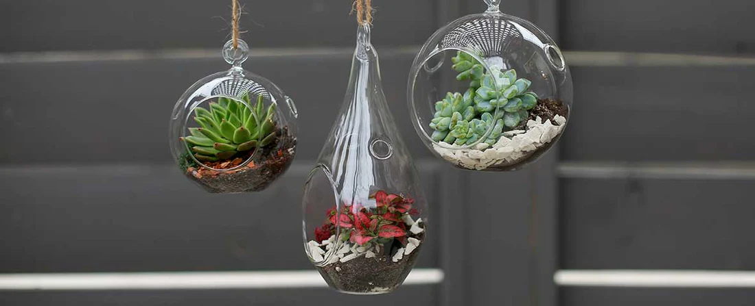 How to Make Your Own Indoor Plant Terrariums