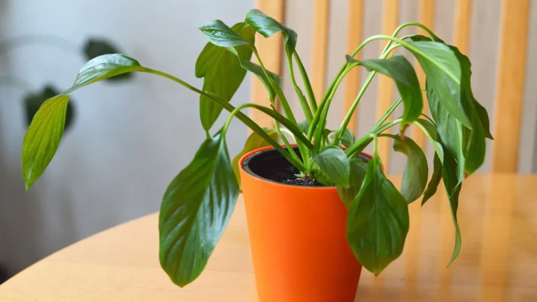 How to Revive a Droopy Plant: Common Causes and Solutions