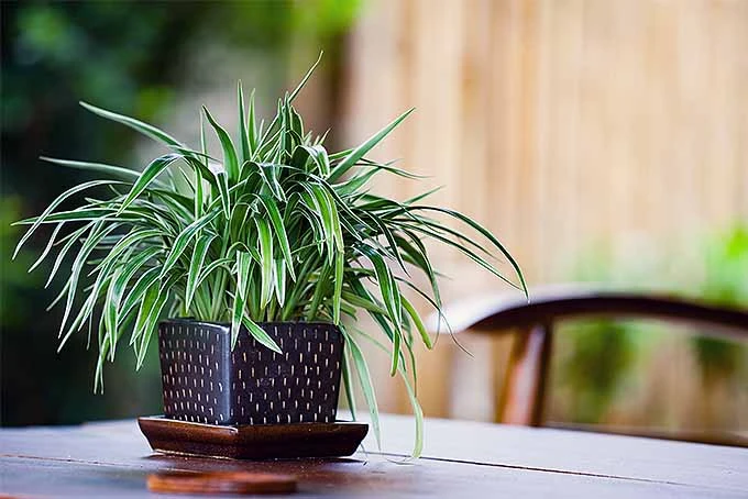 Top Plants That Forgive Your Mistakes: Perfect for New Gardeners