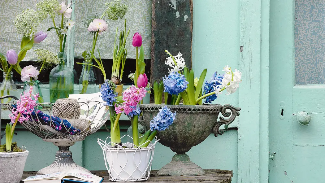 Spring Plant Ideas to Brighten Up Your Apartment