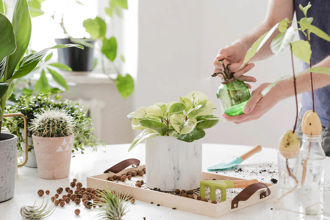 Essential Guides for Beginners Growing Indoor Plants