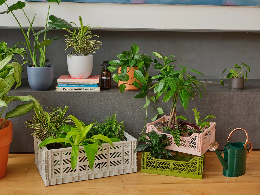 How to Choose Your First Indoor Plants for Success