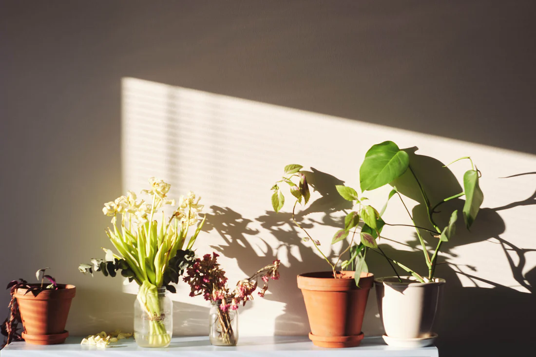 Summer Plant Decor Tips for a Fresh Indoor Space