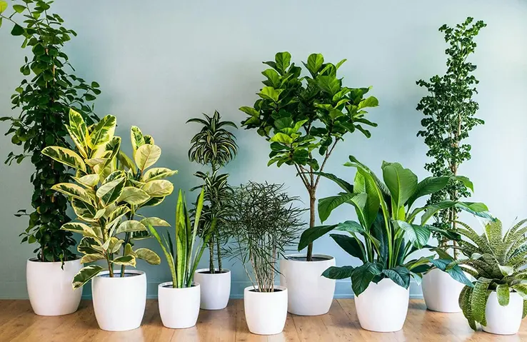 How to Use Plants to Enhance Your Seasonal Decor