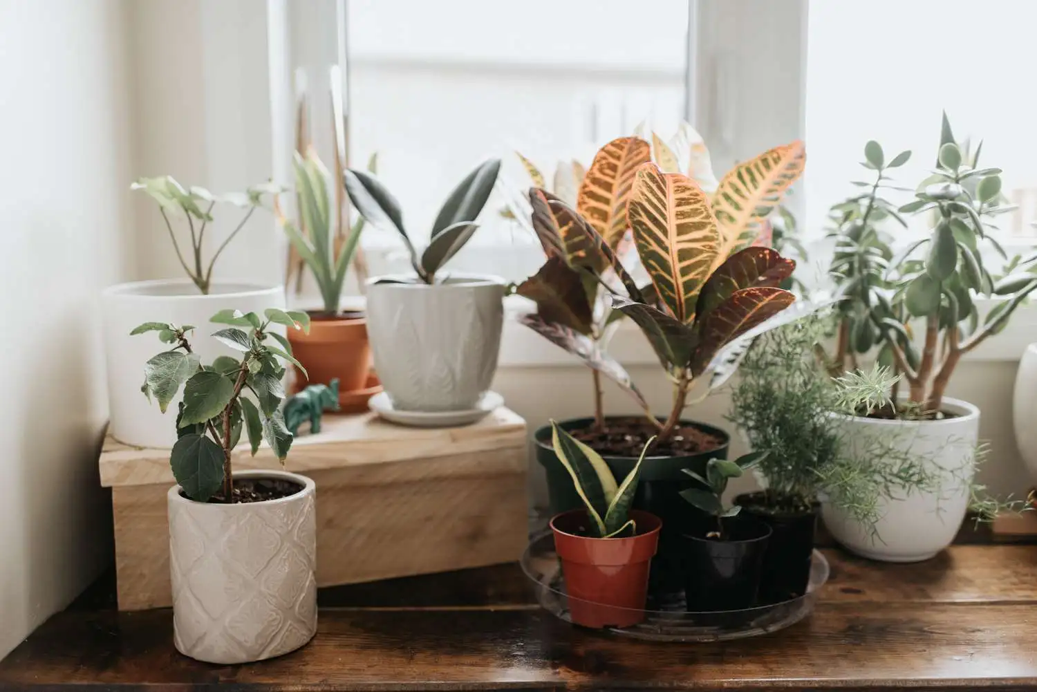 Mixing and Matching Indoor Plants for a Stylish Look