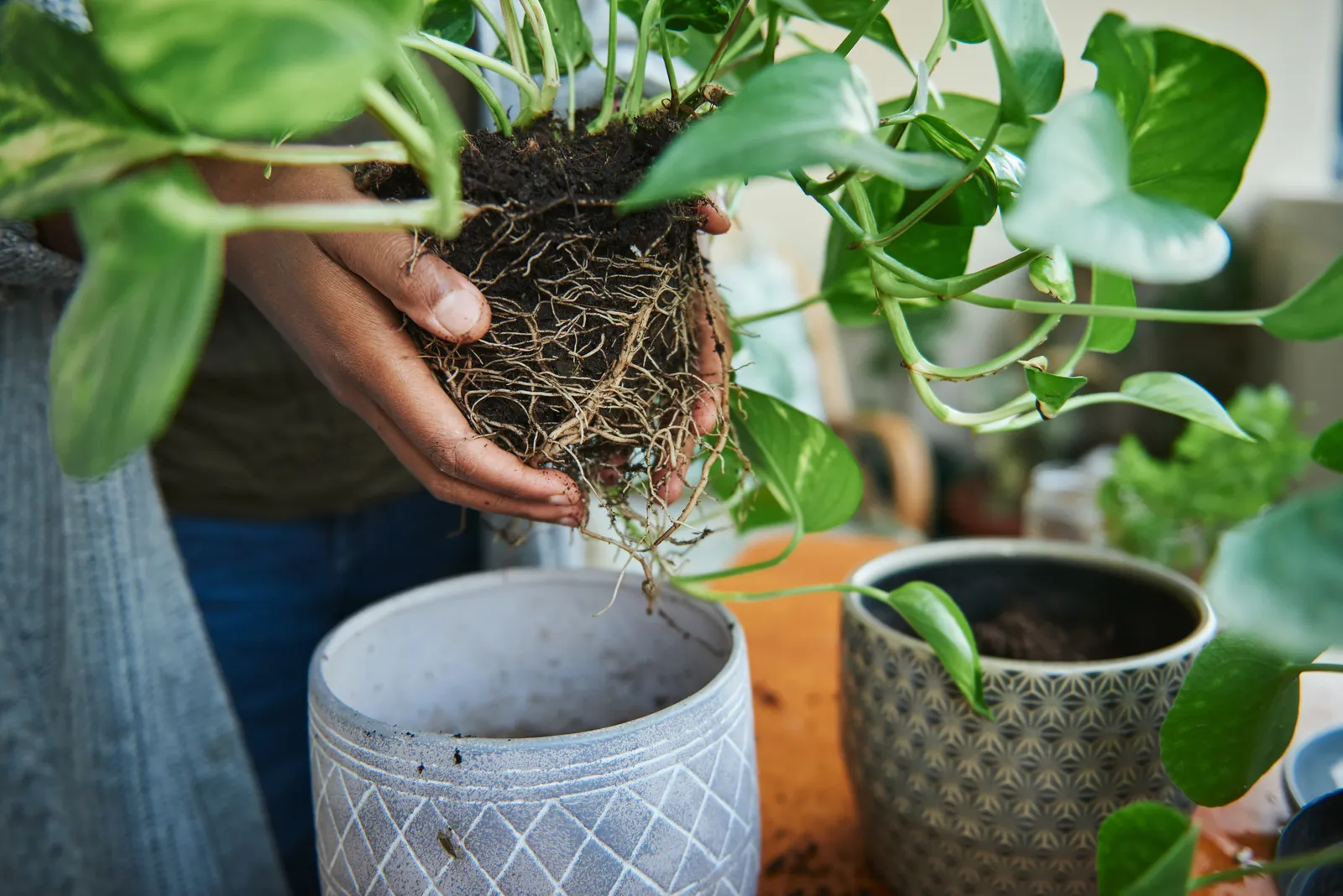 How to Repot Your Plants Without Causing Root Damage