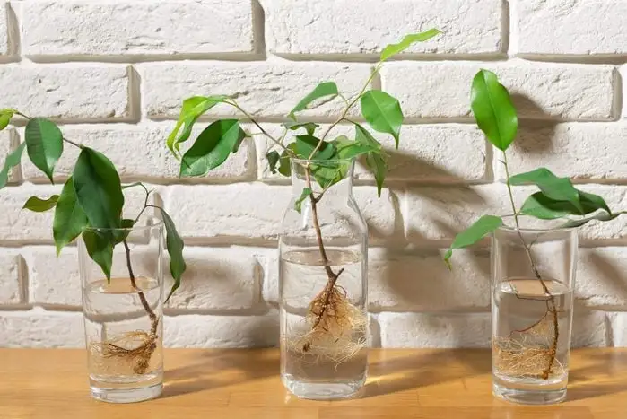 How to Propagate Indoor Plants: A Beginner’s Guide