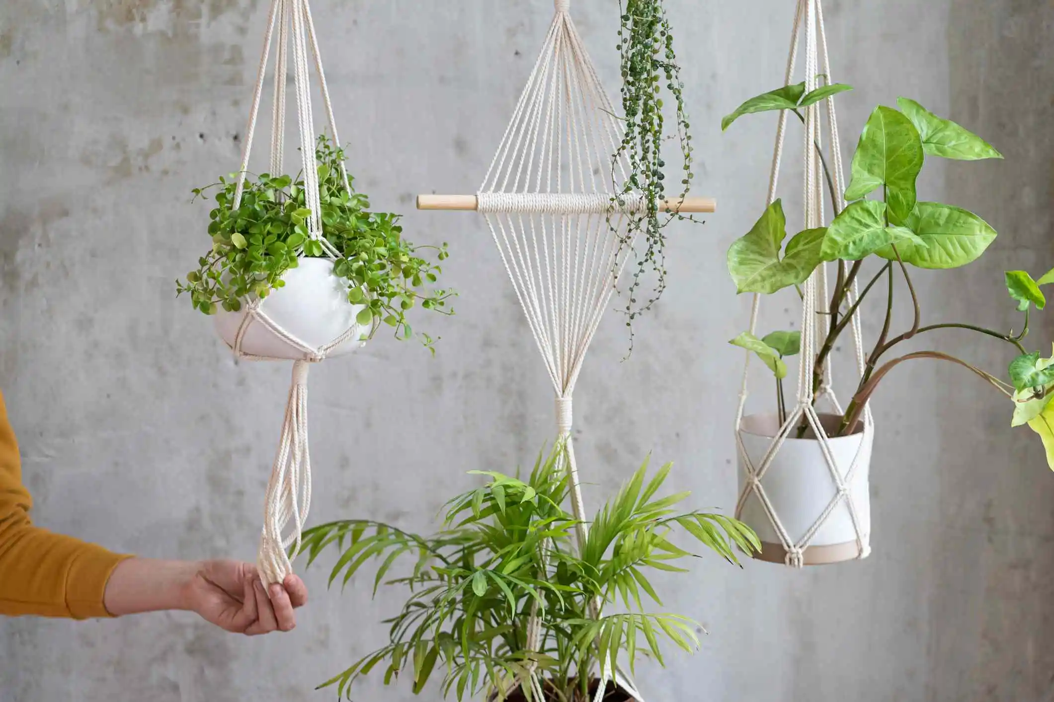 Creative DIY Projects for Indoor Plant Displays