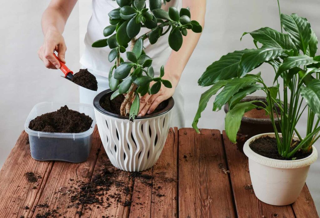 Signs Your Plant Needs Repotting and How to Do It