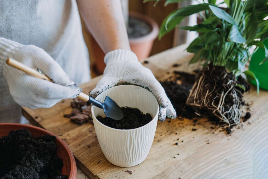 How to Repot Indoor Plants: A Step-by-Step Guide