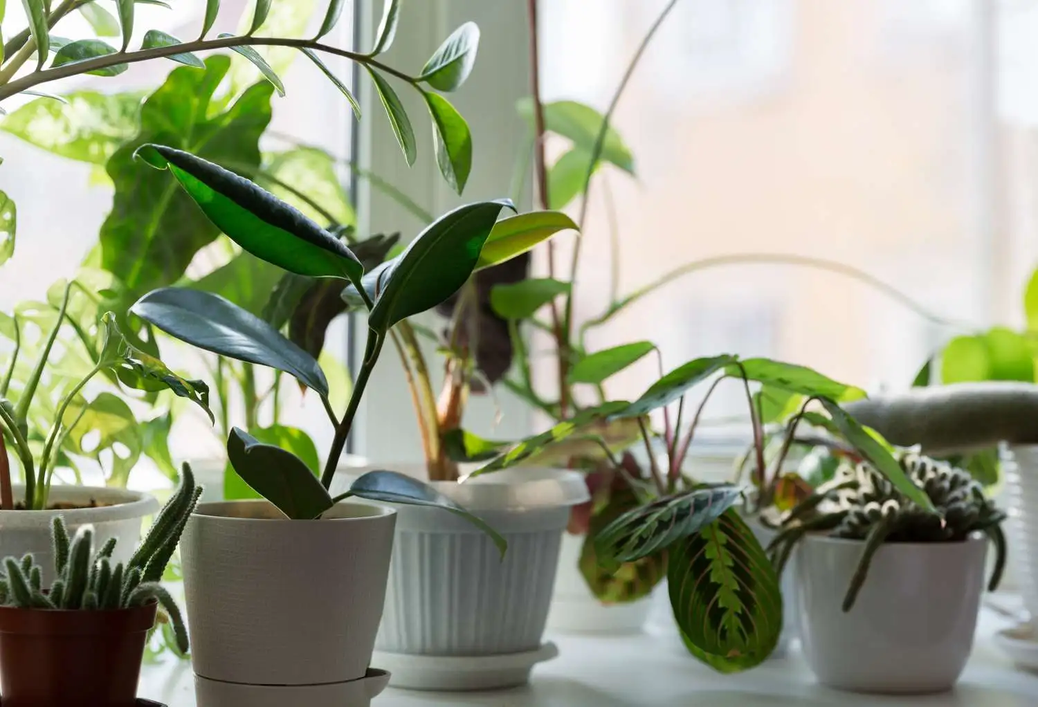 Comprehensive Guides to Indoor Plant Varieties