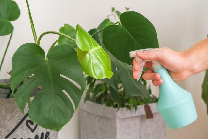 Must-Have Tools for Indoor Plant Care in Small Apartments